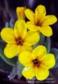 Kapadokya - Spring Flowers